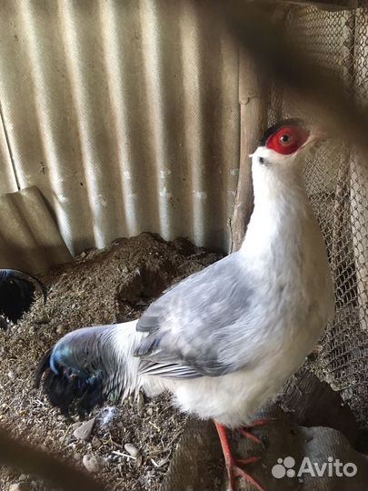 Белый Ушастый фазан