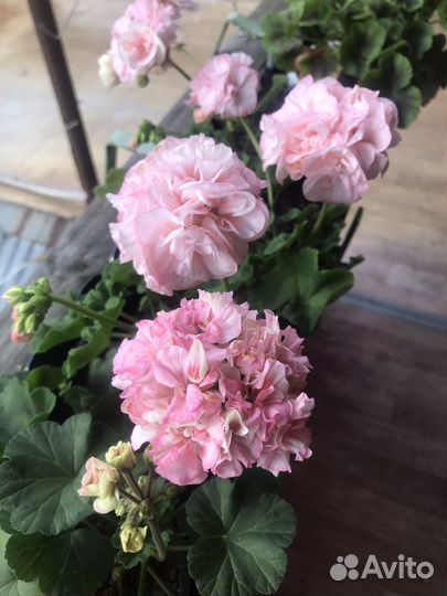 Пеларгония мини герань