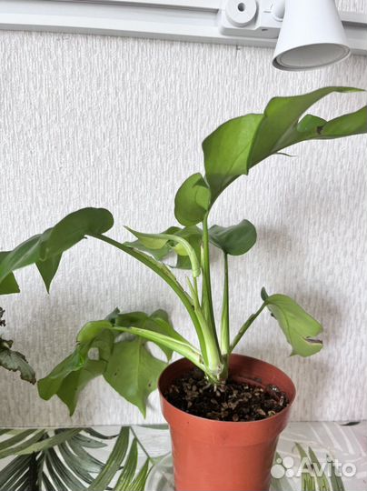 Монстера минима