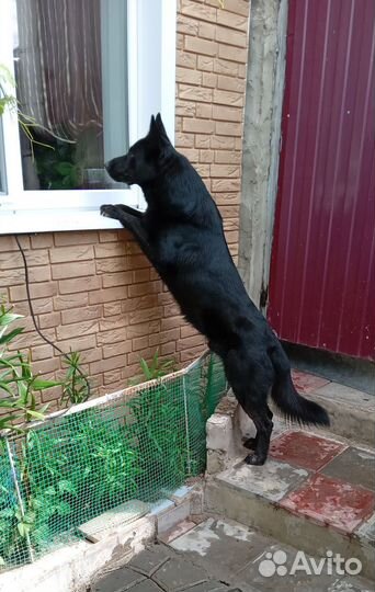 Немецкая овчарка.Вязка