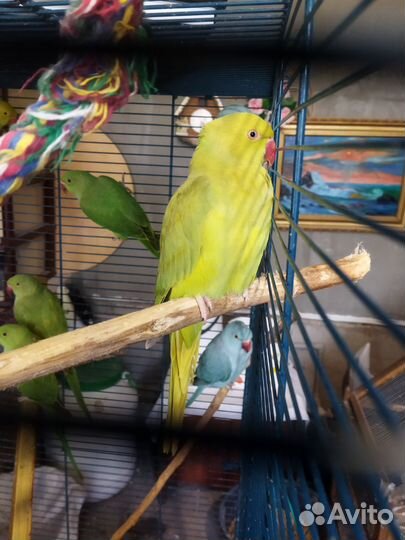 Ожереловый попугай