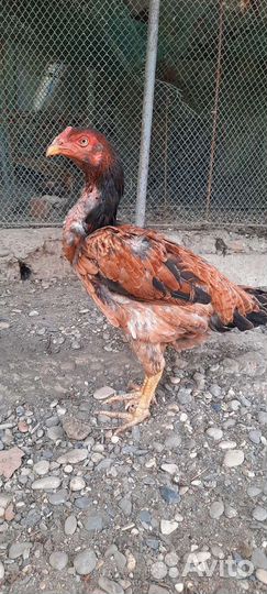 Бойцовая птица