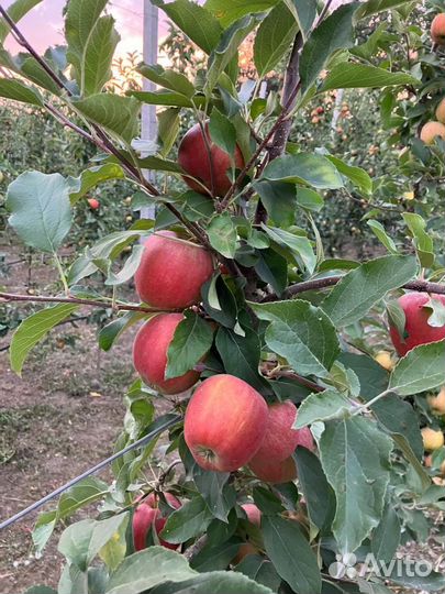 Яблоки домашние