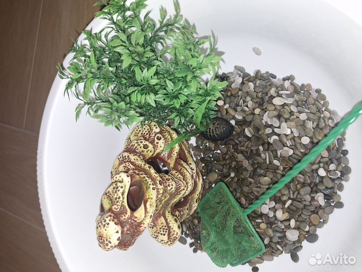 Аквариум с рыбкой петушок