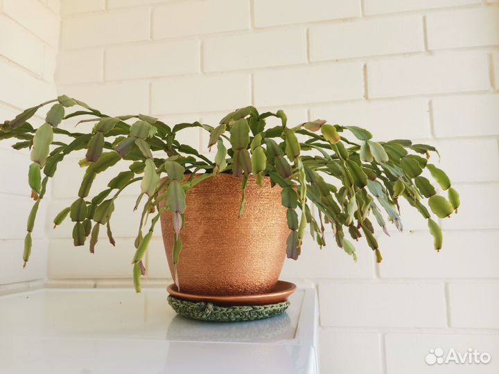 Декабрист шлюмбергера