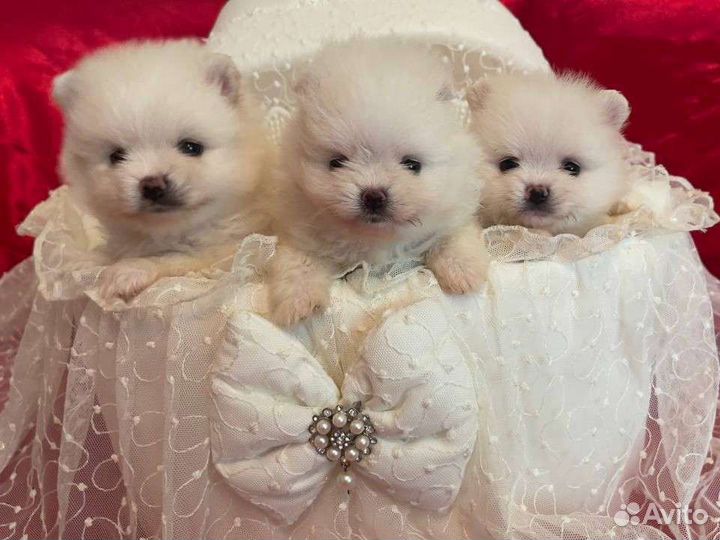 Мини мишки шпицы VIP