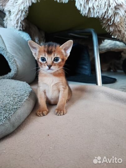 Абиссинские котята