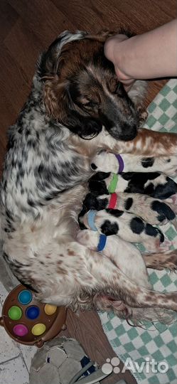 Щенки спаниеля