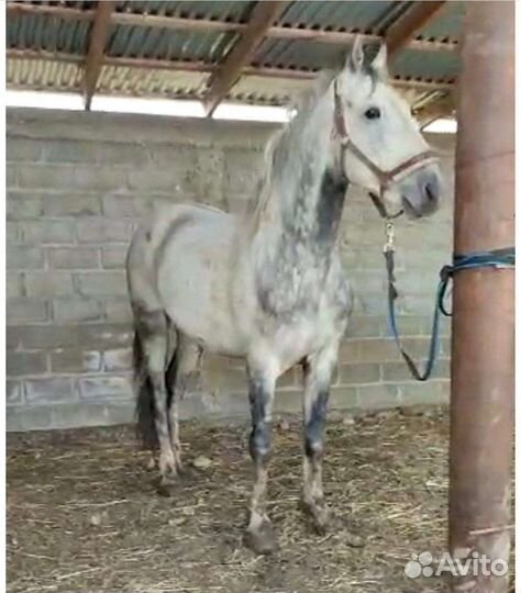 Орловский жеребец