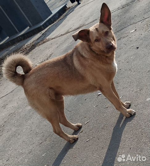 В добрые и заботливые руки