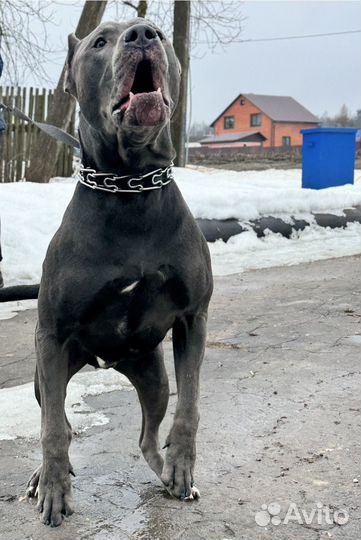 Щенки прайтер
