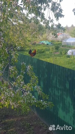 Молодые петушки декоративной породы