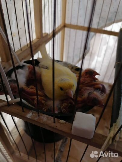 Канарейки Кенара