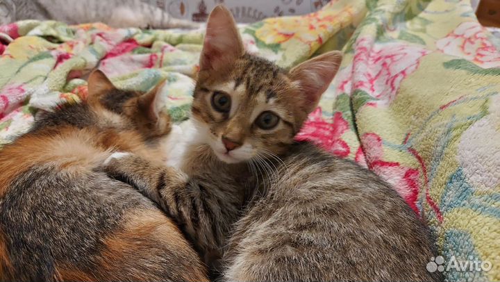 Котята шотландцы смесь