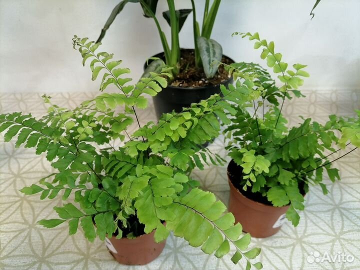 Схизматоглоттис моттлеана, Аглаонемы, Папоротники