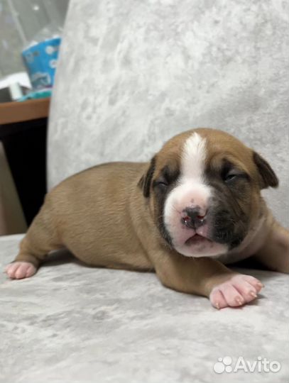 Бронирование крупных щенков амстаф терьера