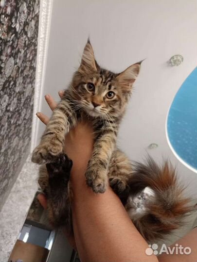 Котята Мейн-кун