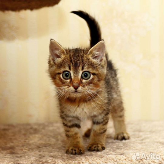 Котята и котики в добрые руки, много разных