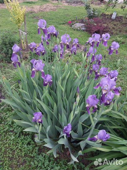 Ирисы бородатые