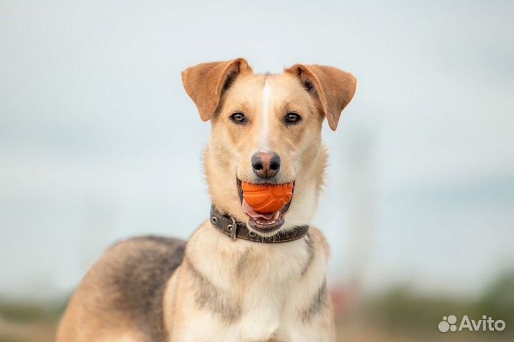 Ищем активных людей для активной Герды