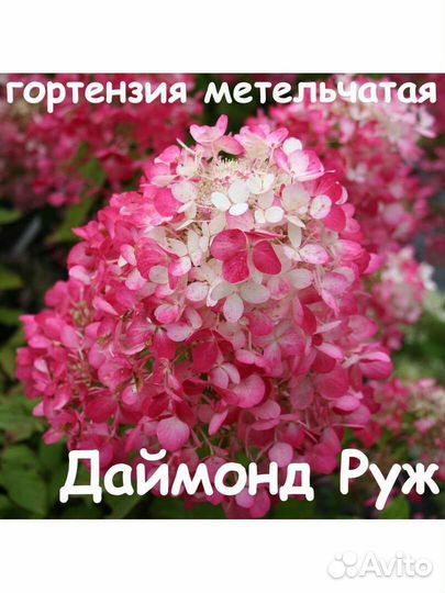 Гортензия метельчатая