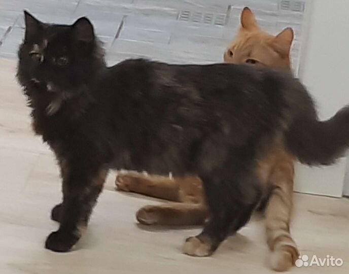 Кошка 7 месяцев стерелизована