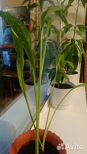 Комнатные растения цветы