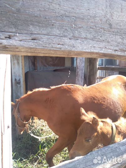 Кобыла и жеребёнок (девочка)