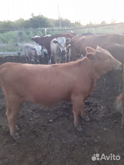 Телки сементалки