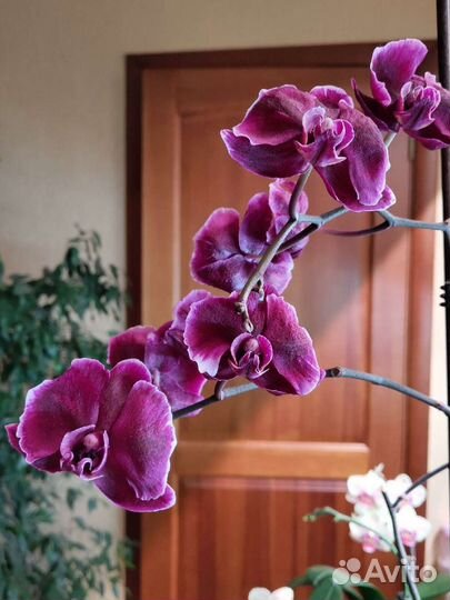 Орхидея фаленопсис 