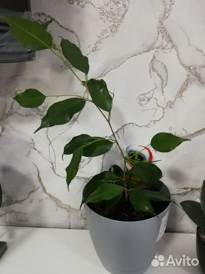 Фикус Бенджамина