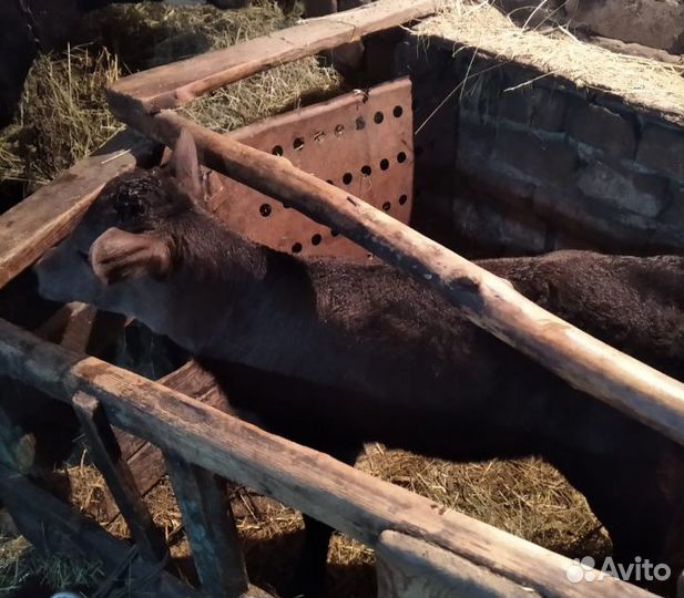 Продаётся недельная телочка