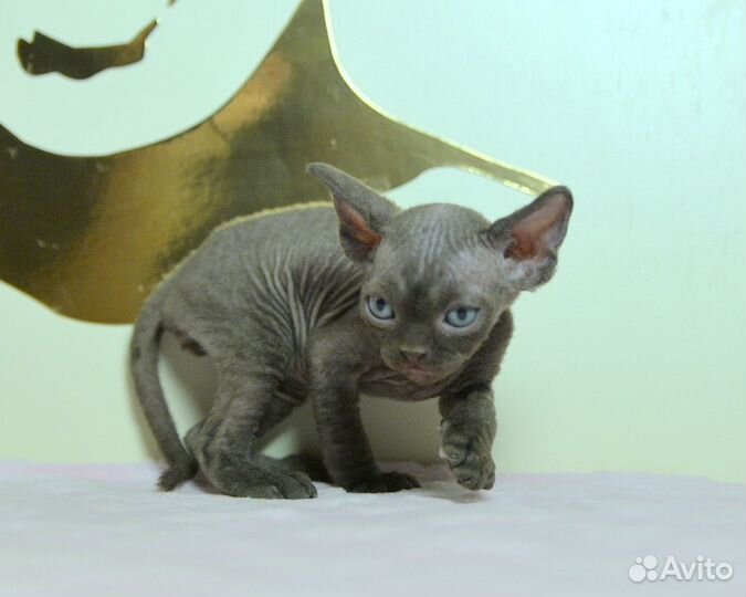 Котята девон-рекс