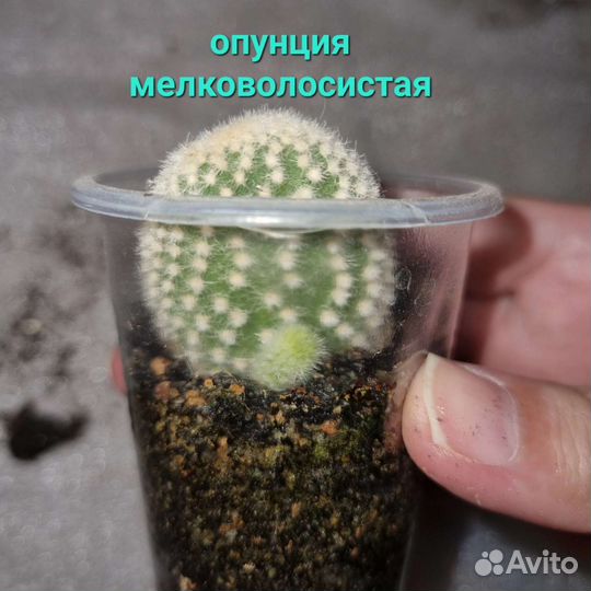 Суккуленты