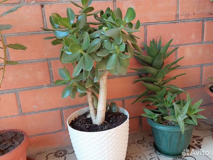 Денежное дерево толстянка. Калонхое лечебное