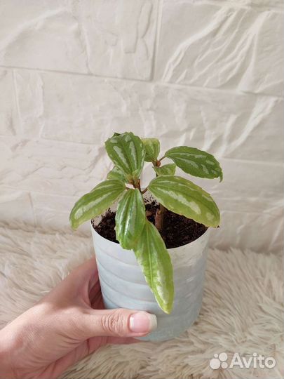 Пилея Кадье