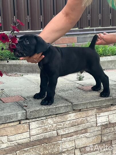 Щенки кане корсо