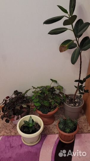 Комнатные цветы