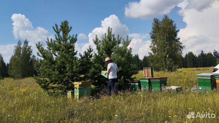 Натуральный мёд 2024