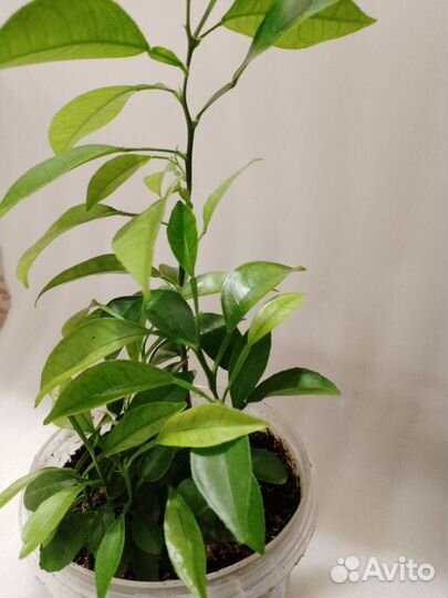 Апельсиновое дерево, лимон