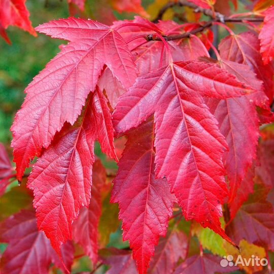 Клен Гиннала