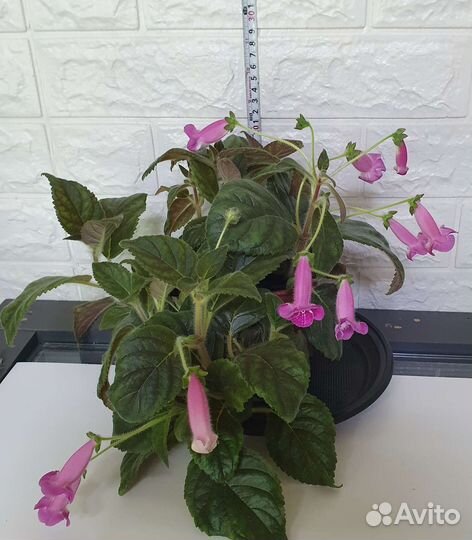 Ахименес,колерия,каллы