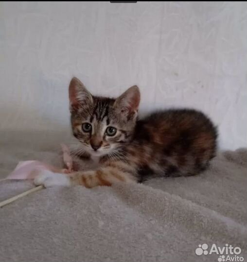 Девочка трехцветка в добрые руки