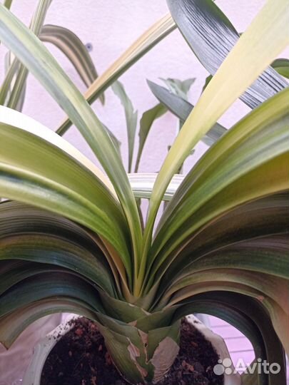 Редкая взрослая кливия - Акебоно