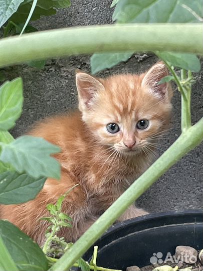 Домашние животные котята