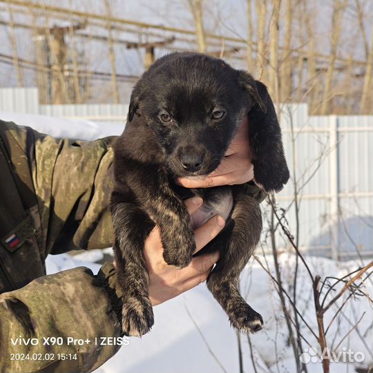 Собака щенок девочка Чернышка