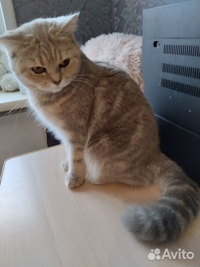 Британская кошка
