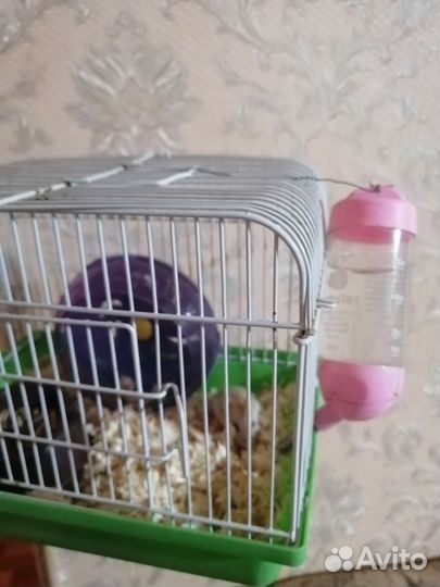 Клетка с хомяком