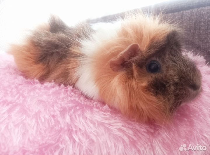 Морская свинка