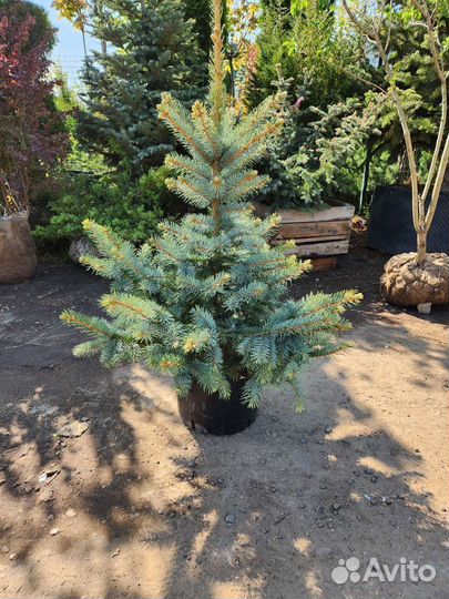 Ель голубая